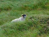 pl  DSC04719  Black-face sheep.